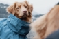 Preview: Hurtta Hunde-Regenmantel Monsoon coat blau